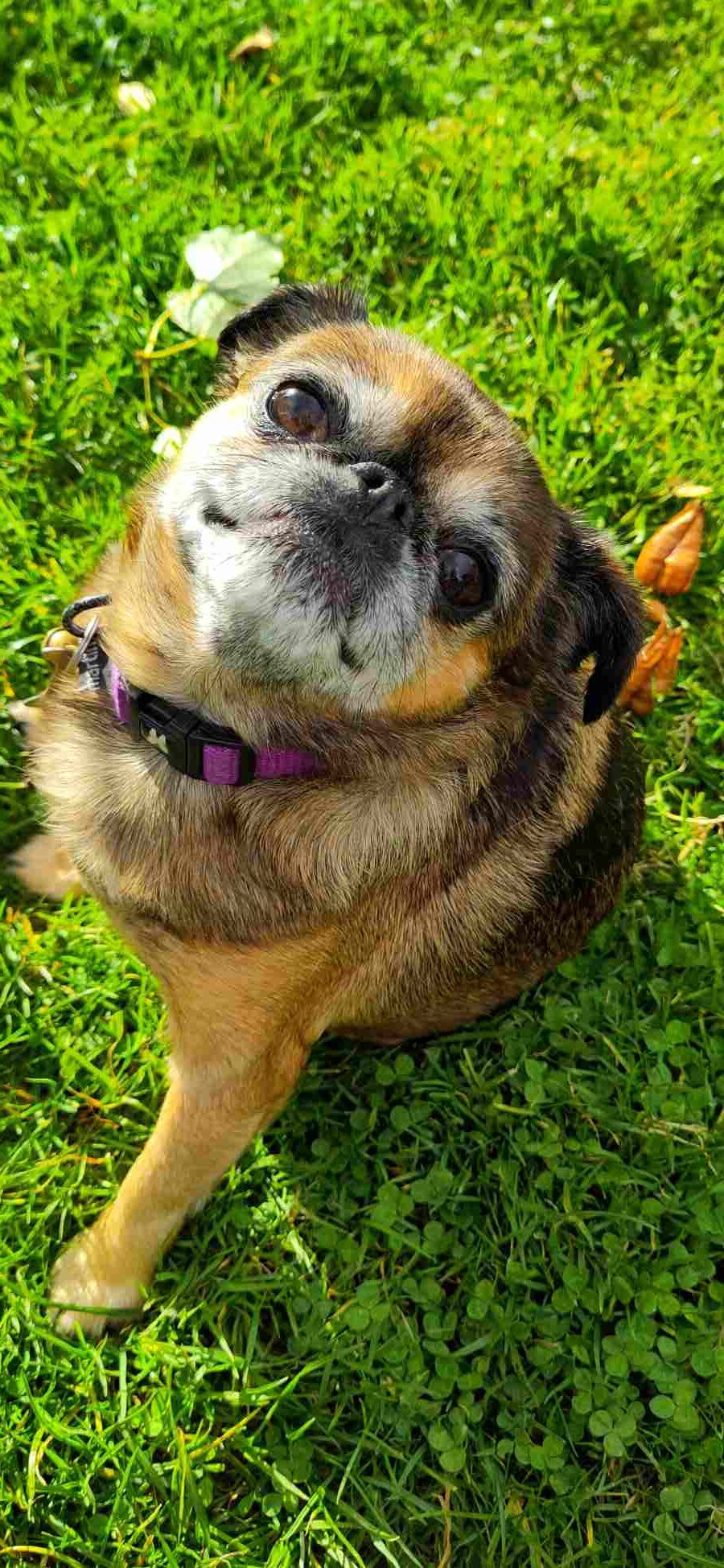 Bella, l’histoire d’une chienne